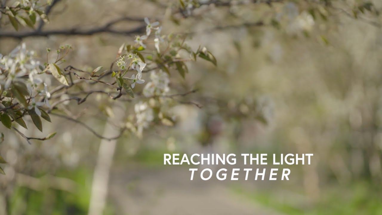 Flowering branches beside the title Reaching the Light Together