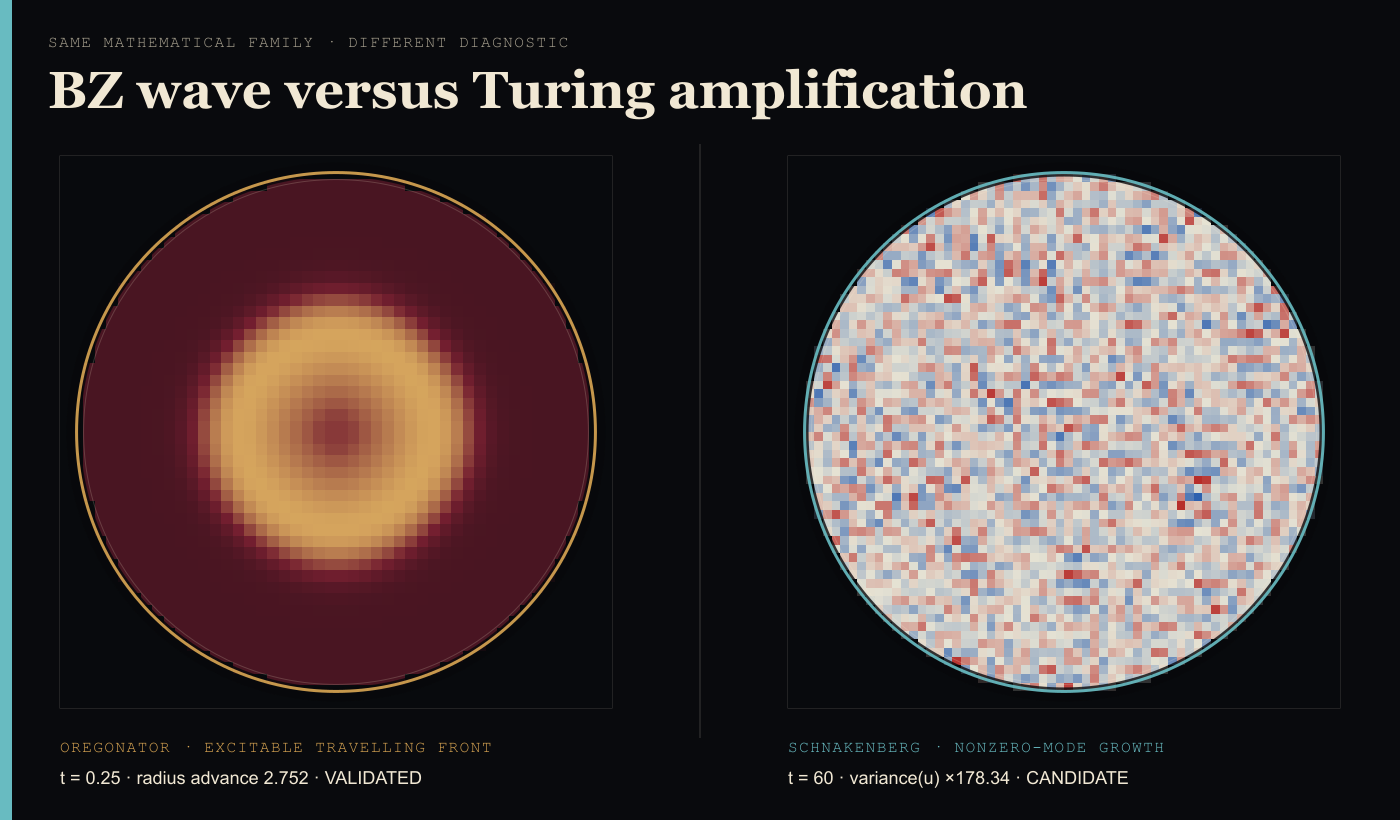 Solver-generated side-by-side fields: a validated outward-moving Oregonator excitation ring at time 0.25 and a noisy Schnakenberg field at time 60 whose non-zero modes have amplified under a classical diffusion-driven instability