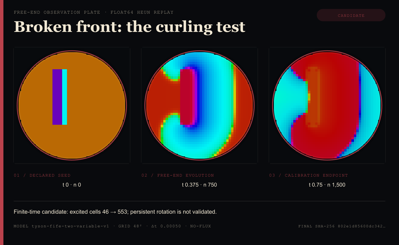 Three phase-coloured solver snapshots of a declared broken Oregonator front evolving in a circular no-flux dish, labelled as a finite-time candidate because persistent core rotation was not measured
