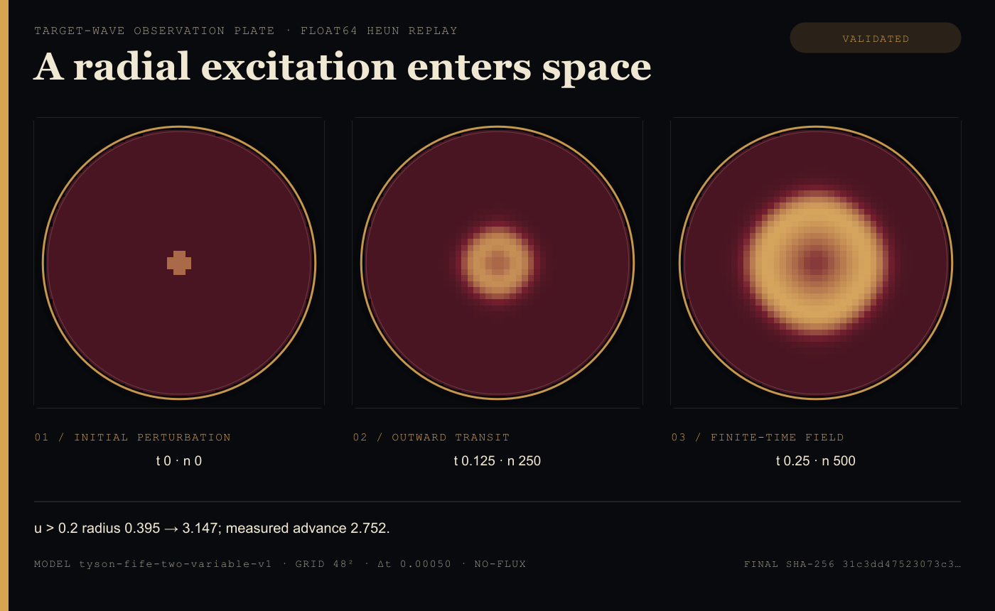 Three solver-generated Oregonator fields in the same circular no-flux domain: a small central perturbation at time zero, a larger circular front at time 0.125, and an outward ring at time 0.25