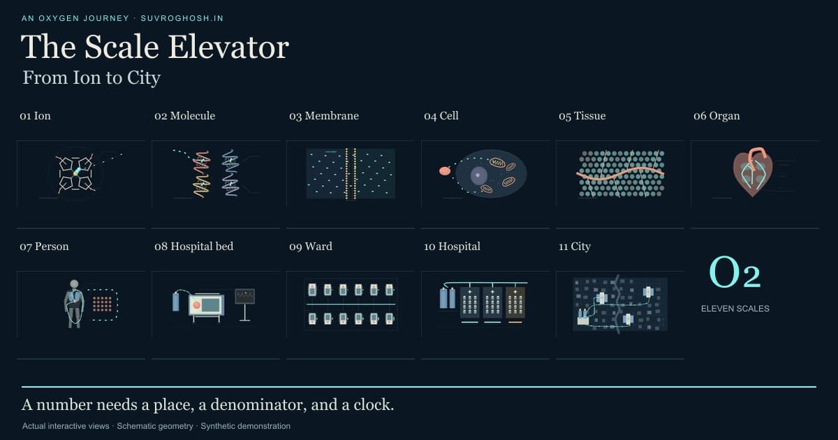 Eleven illustrated views connect an iron binding site, haemoglobin, a membrane, a cell, tissue, a heart, a person, a bed, a ward, a hospital and a fictional city