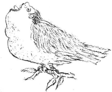 Pencil drawing of a plump bird perched on a branch.