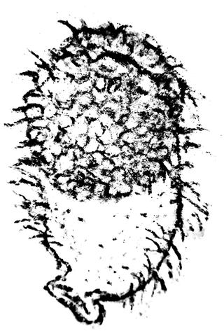 Rounded bristly seed head drawn in black and white.