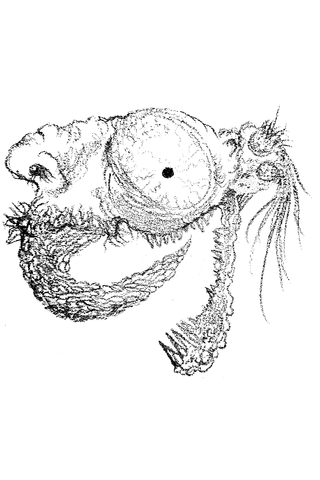 A finely textured line drawing shows a creature head with a huge round eye and open jaws.