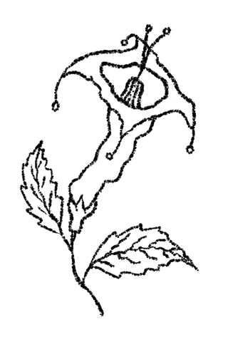 Black line drawing of a leafy stem with an abstract hanging flower.