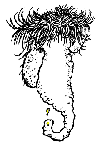 Detailed black line drawing of a seahorse with a curled tail.