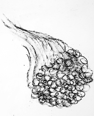 Pencil drawing of a tapered seed cluster on a curved stalk.